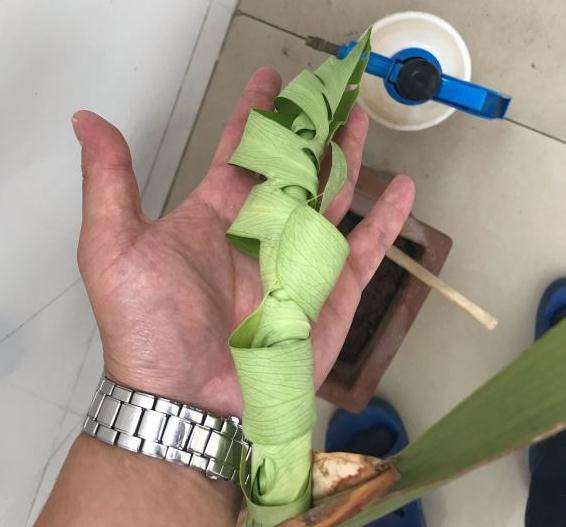 龟背竹这个老叶要不要去掉了