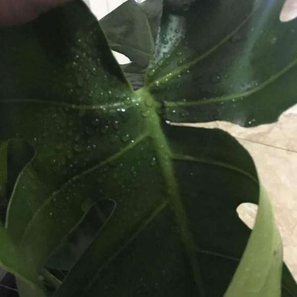 龟背竹叶子折了 怎么办