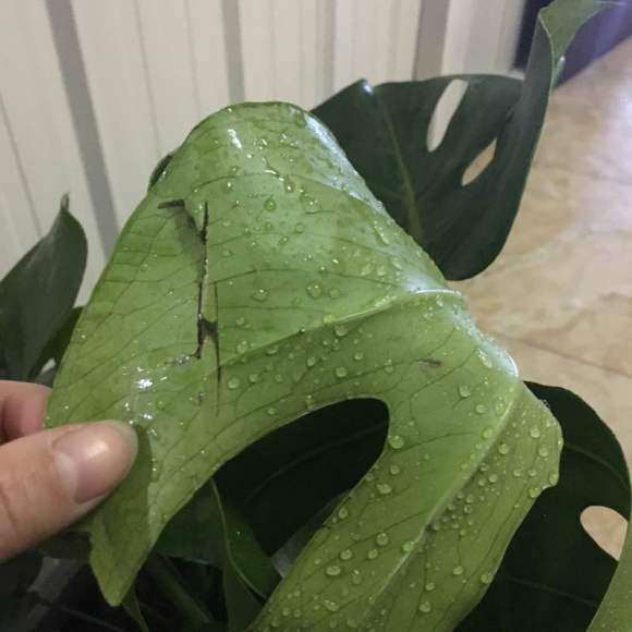 龟背竹叶子折了 怎么办