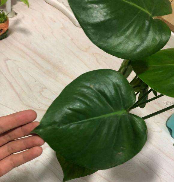 这个幼苗是不是龟背竹