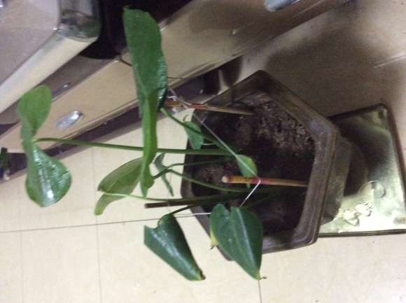 龟背竹开背需要多长时间