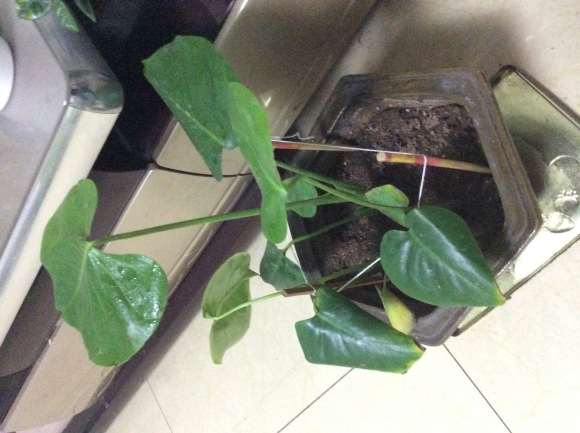 龟背竹开背需要多长时间