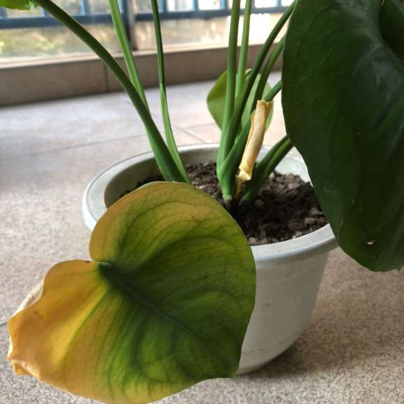 龟背竹发黄的叶子要剪掉吗