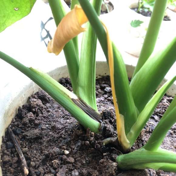 龟背竹发黄的叶子要剪掉吗