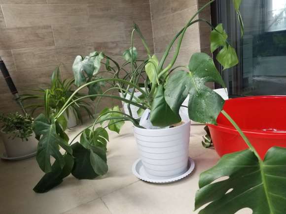 龟背竹疲软无力怎么救