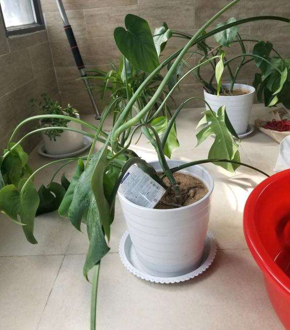 龟背竹疲软无力怎么救