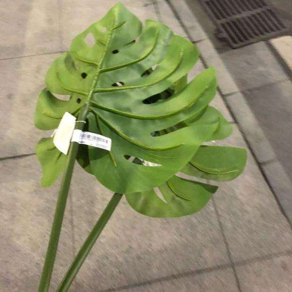 两片龟背竹的叶子