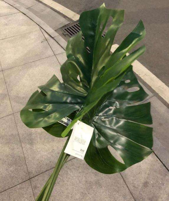 两片龟背竹的叶子