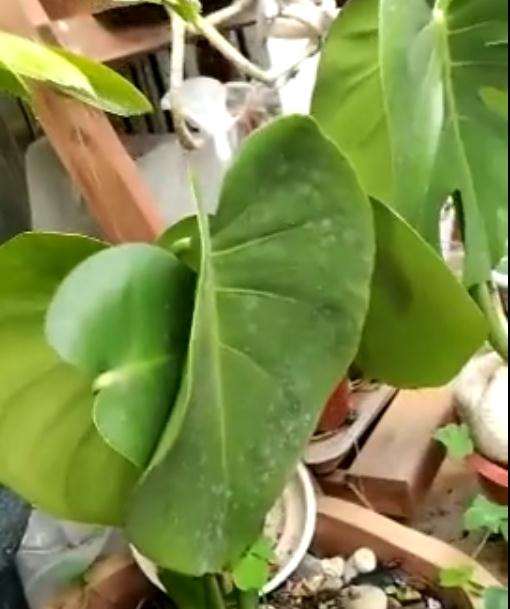 为什么龟背竹叶子贴着茎生长