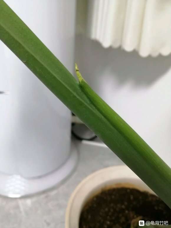 龟背竹分盆10天要出新叶了