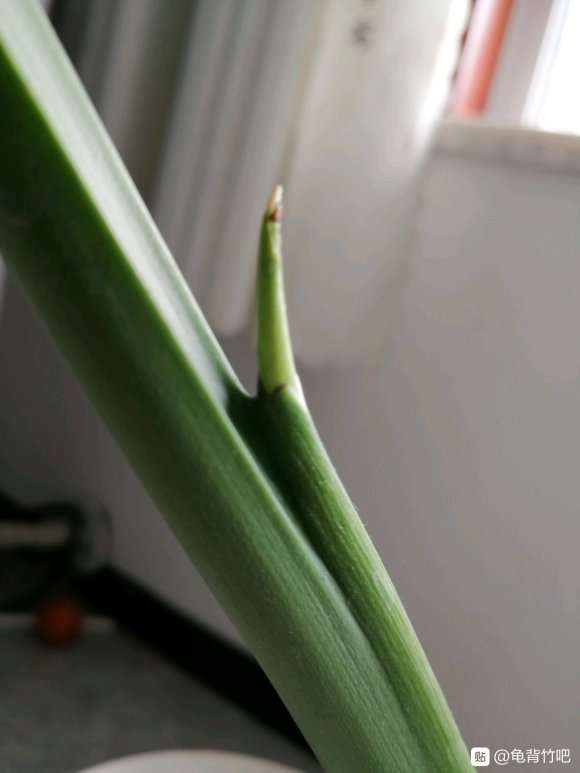 龟背竹分盆10天要出新叶了