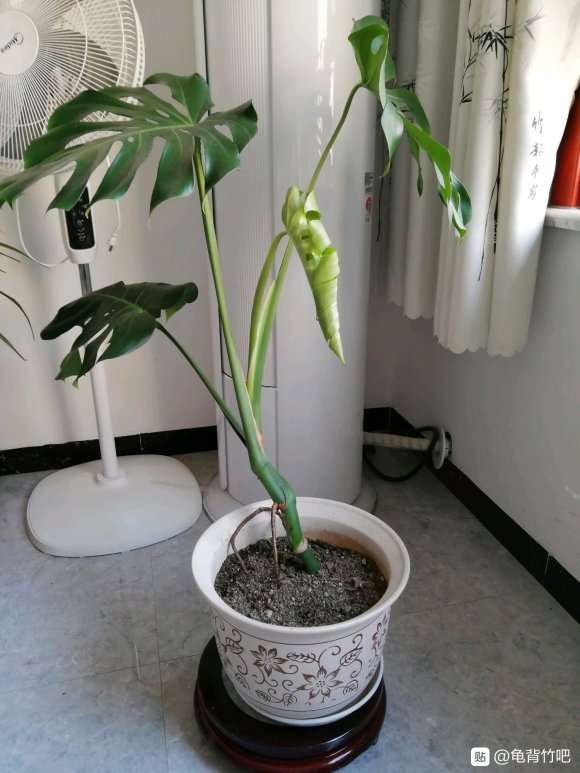 龟背竹分盆10天要出新叶了