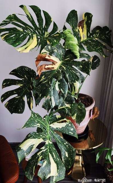 龟背竹叶子得了蚧壳虫病