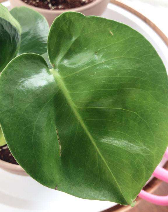 为什么龟背竹叶片出面了两道伤痕