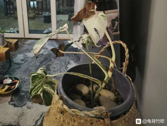 白锦龟背竹养1年了