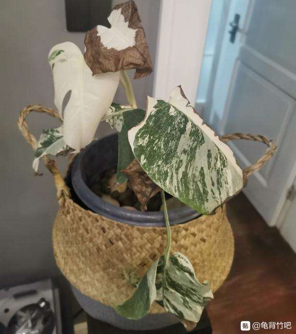 白锦龟背竹养1年了