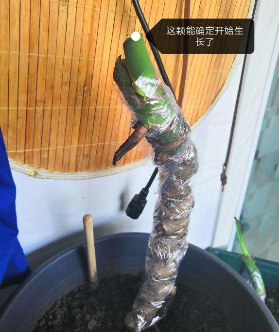 这是不是龟背竹老桩发芽快慢的规律