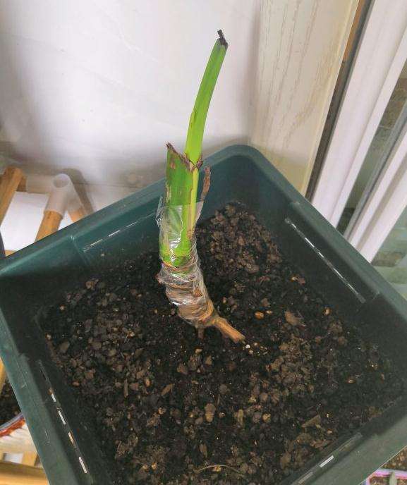 这是不是龟背竹老桩发芽快慢的规律