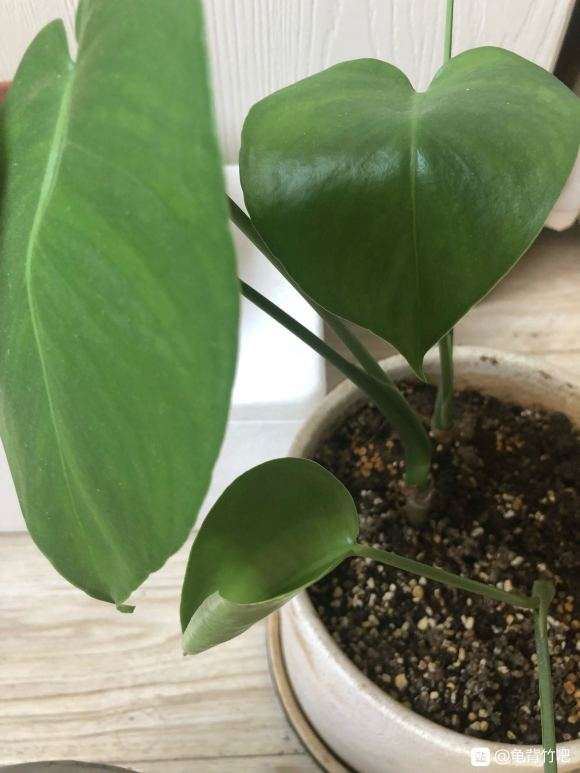 我担心龟背竹的土不好不透气