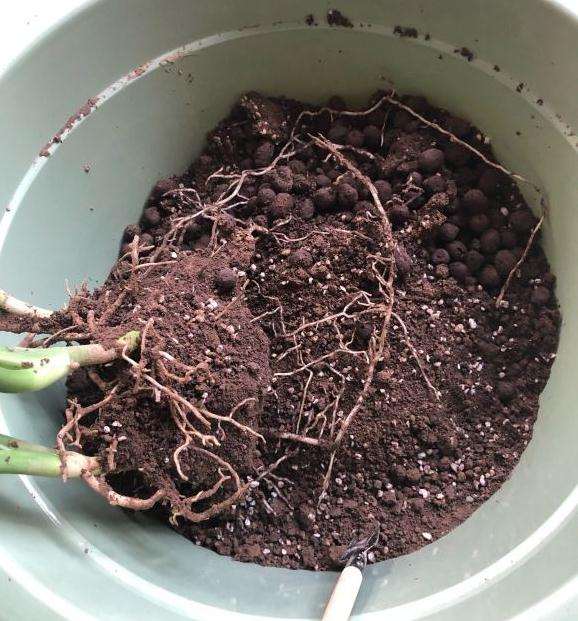 我担心龟背竹的土不好不透气