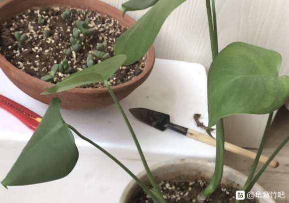 我担心龟背竹的土不好不透气