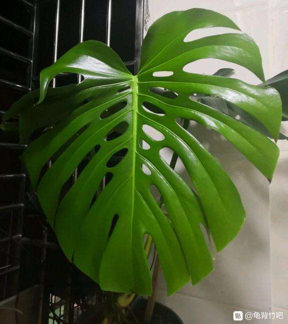 叶子裂了 这是滴水观音 还是龟背竹