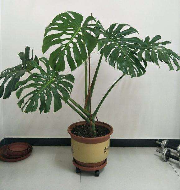 龟背竹小苗怎么成长为老桩的