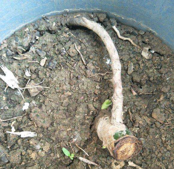 龟背竹小苗怎么成长为老桩的