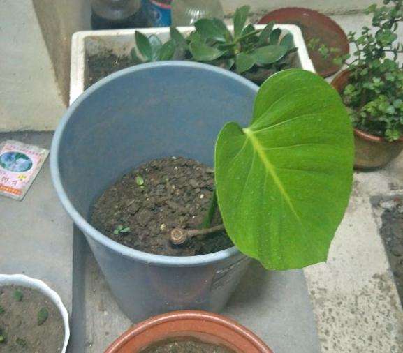 龟背竹小苗怎么成长为老桩的