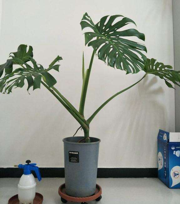 龟背竹新叶一直这么卷着