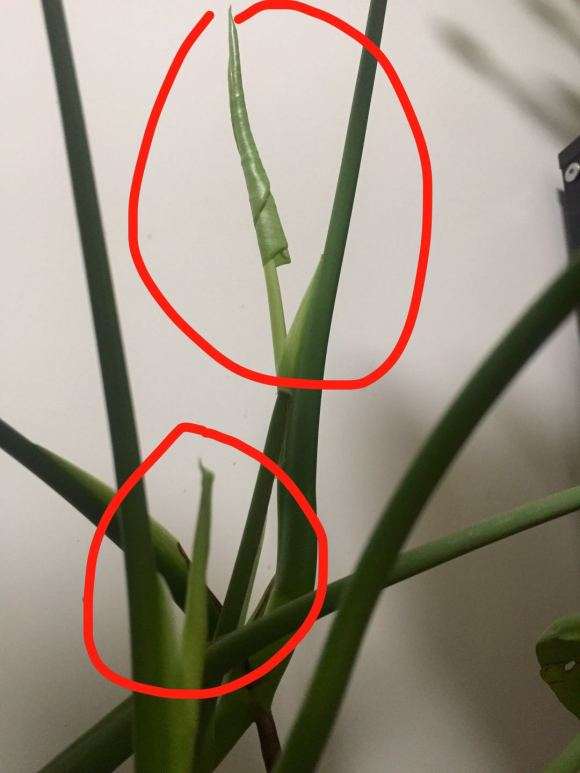 龟背竹新叶一直这么卷着