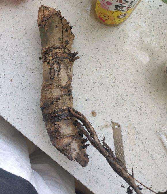 龟背竹水培生根好