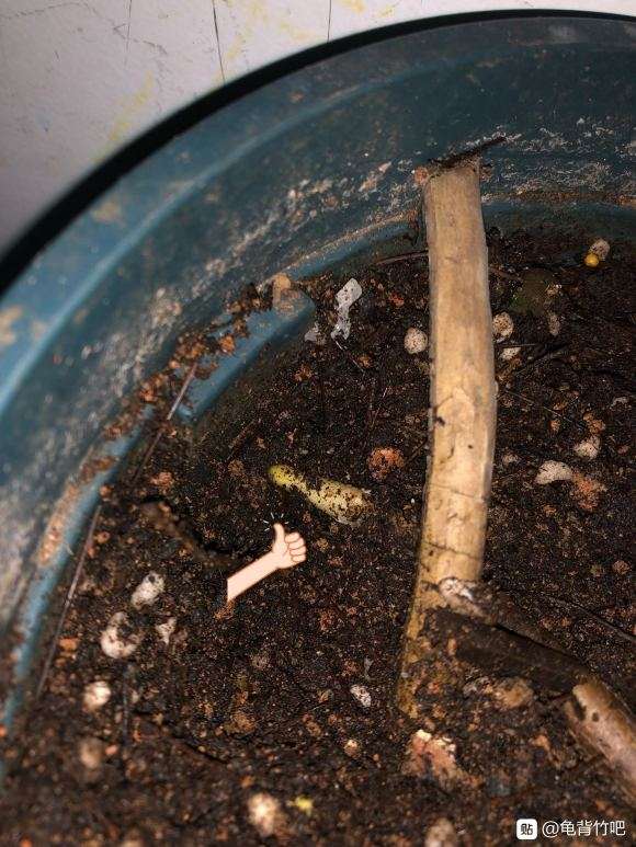 看龟背竹到底多久能长出新叶子