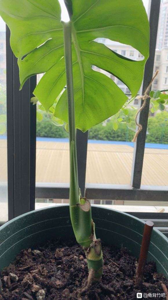 看龟背竹到底多久能长出新叶子