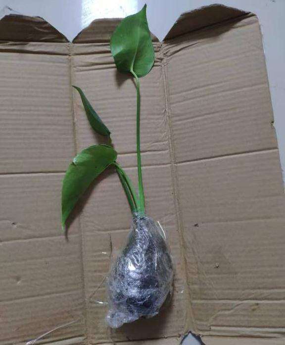 网购的小龟背竹幼苗