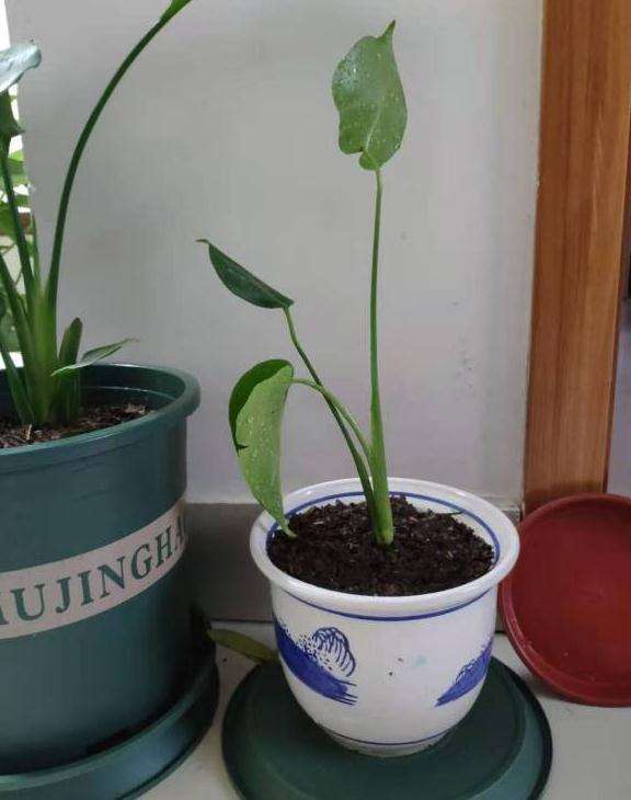 网购的小龟背竹幼苗