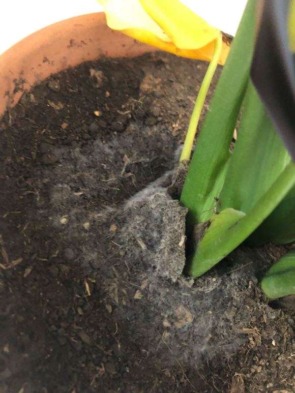 龟背竹土表面长白毛