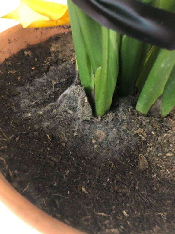 龟背竹土表面长白毛