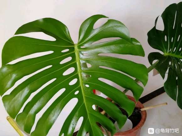 龟背竹的洞怎么变少了