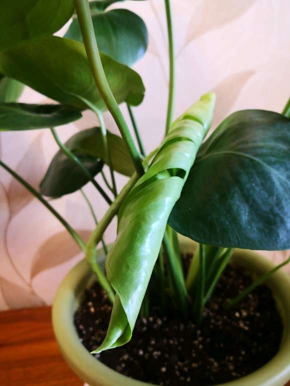 龟背竹小叶子要剪吗