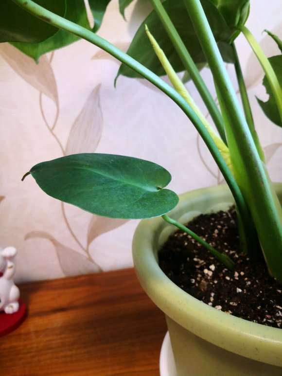 龟背竹小叶子要剪吗