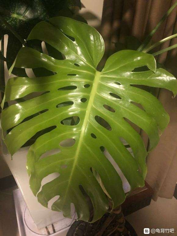 新买的龟背竹 1个月长出来叶子了