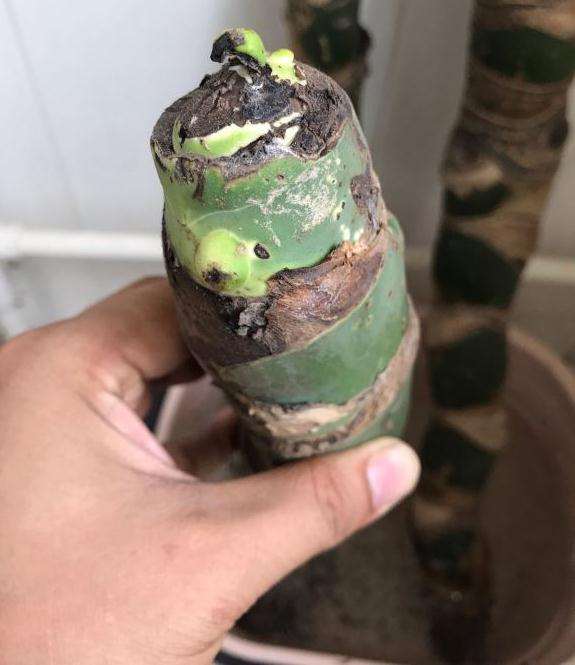 龟背竹老桩 底部有点微烂