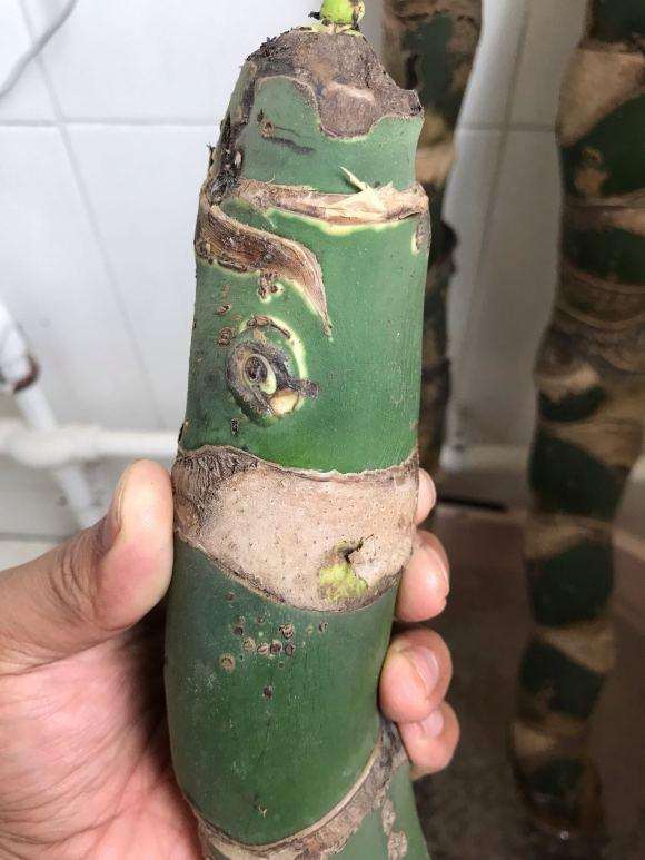 龟背竹老桩 底部有点微烂