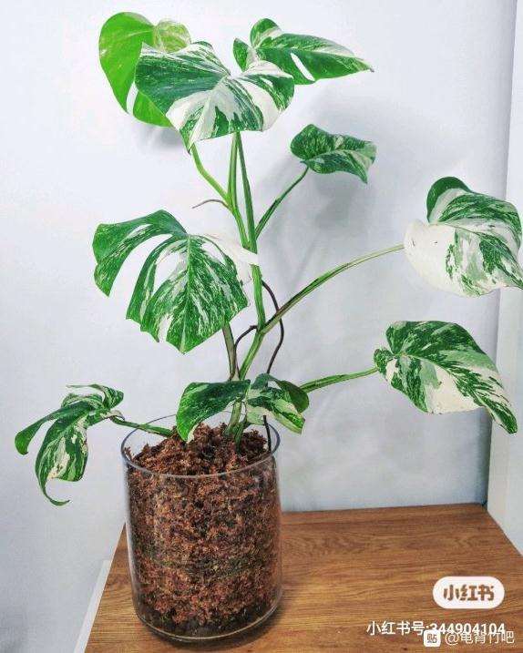 怎么用水苔养龟背竹的方法