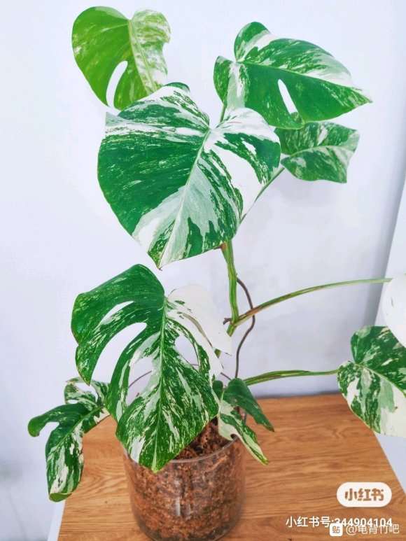 怎么用水苔养龟背竹的方法