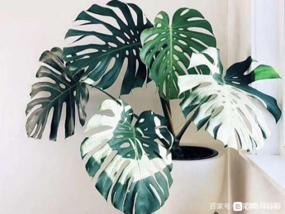 哪里有便宜卖锦叶龟背竹的