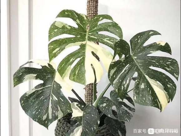 哪里有便宜卖锦叶龟背竹的