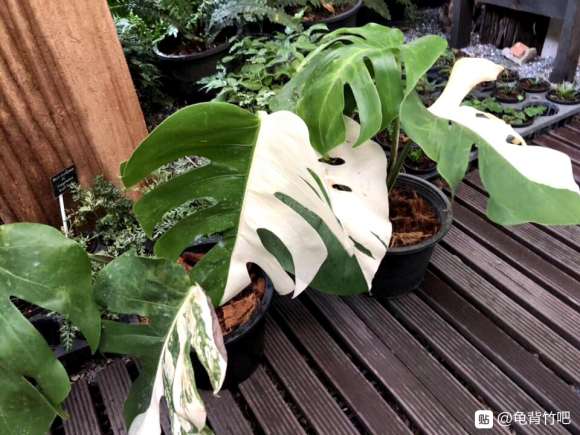 哪里有便宜卖锦叶龟背竹的