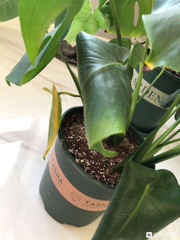 龟背竹叶子卷着是怎么回事 不舒展呀